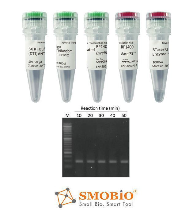 [RP1400] ExcelRT™ Reverse Transcription Kit II, 100 RXN