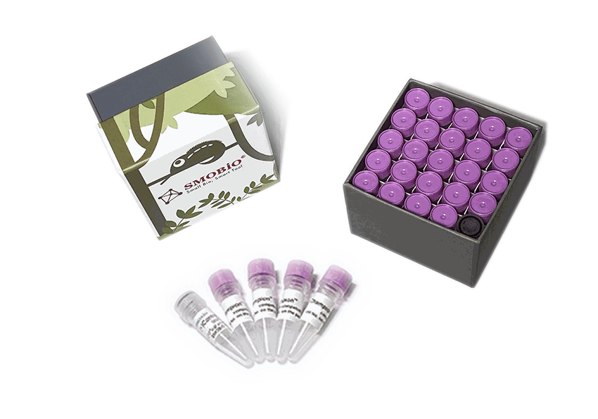 [CC5204] Champion™ DH5α High, 24 tubes (Region Limited)