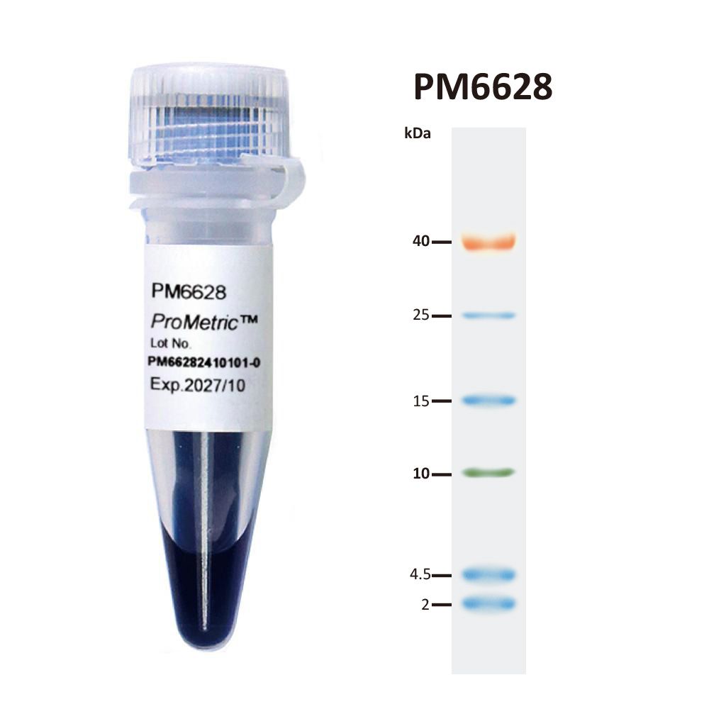 [PM6628] ProMetric™ TriColor Low Range Protein Ladder, 2 to 40 kDa, 250 μl